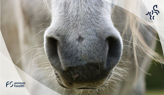 Die Beste Behandlung von Atemwegserkrankungen bei Pferden