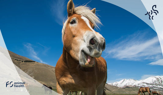 Tief durchatmen – Atemwegsprobleme beim Pferd frühzeitig erkennen und gegensteuern